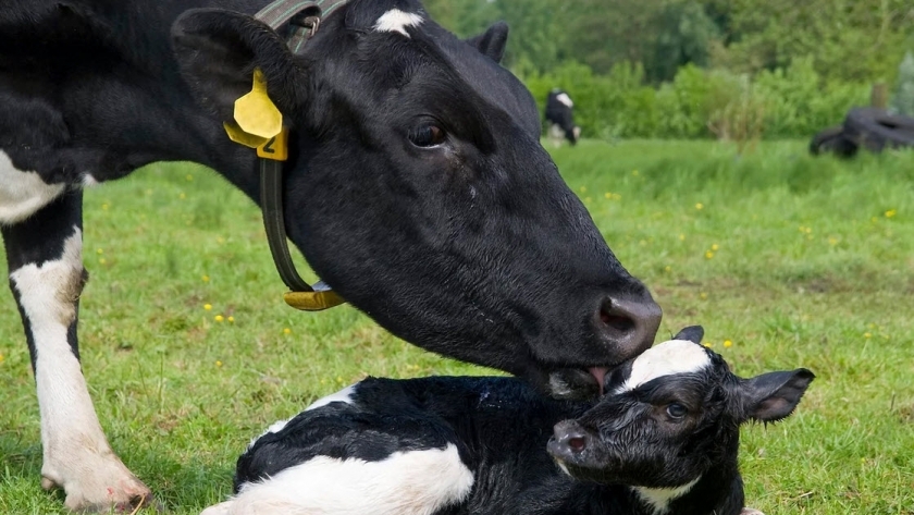 الولادة فى الأبقار الحلابة- صورة أرشيفية