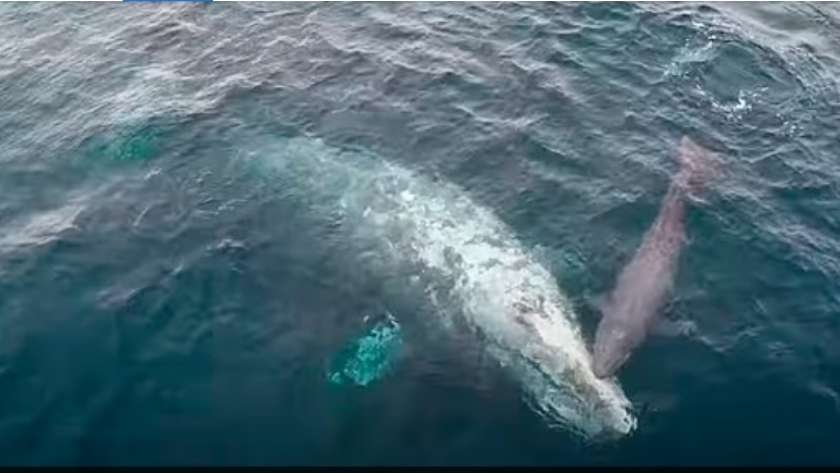 أثني الحوت الرمادي الضخم مع مولودها