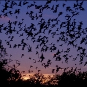 خفافيش الردي - صورة أرشيفية