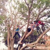 أطفال يلعبون أعلى الأشجار فى الريف