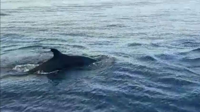 ظهور سرب من الحوت القاتل الكاذب بشواطئ الغردقة