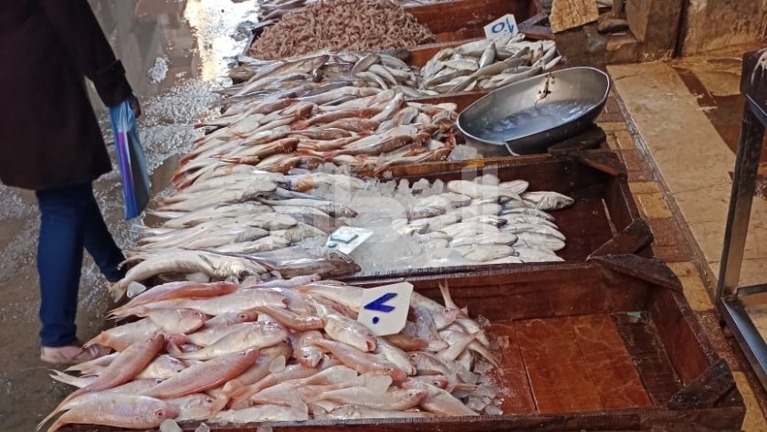 أسعار الأسماك اليوم فى مصر