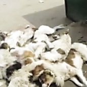 جثث الكلاب ملقاه بجوار حاوية القمامة بعد قتلها