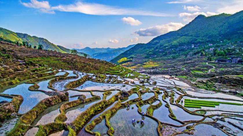 مصاطب زراعة الأرز في المناطق الجبلية بالصين