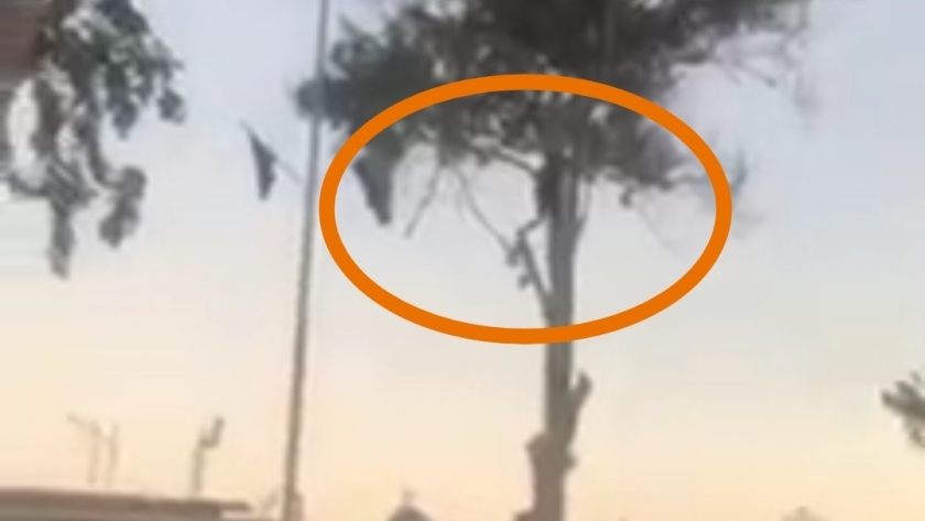 شاب يحاول الانتحار من أعلي شجرة في الإسماعيلية