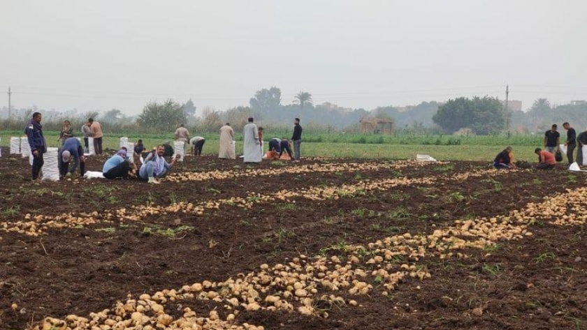 حصاد البطاطس في المنيا