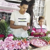 «إسماعيل» يقطف الورد لبيعه بالكيلو