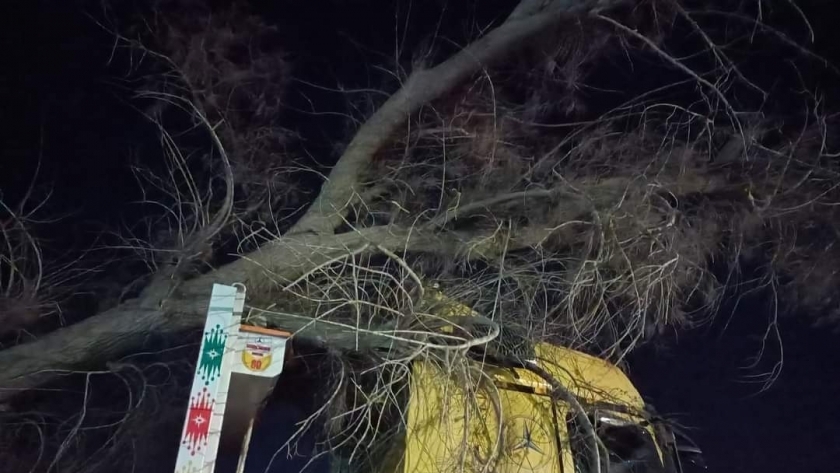 سقوط شجرة ضخمة على سيارة نقل بالغربية