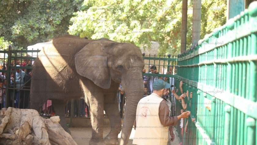 الفيل نعيمة قبل وفاتها