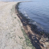 تلوث زيتي بشاطئ معهد علوم البحار بالسويس