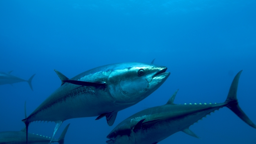 أسماك التونة زرقاء الزعانف
