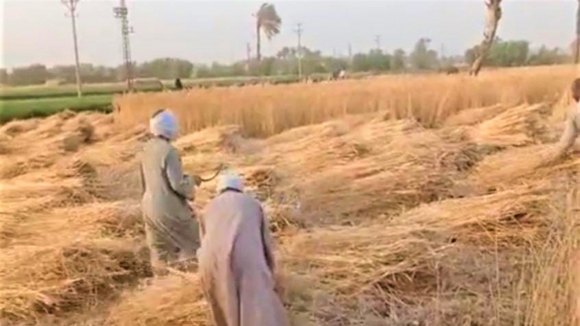حصاد القمح في سوهاج
