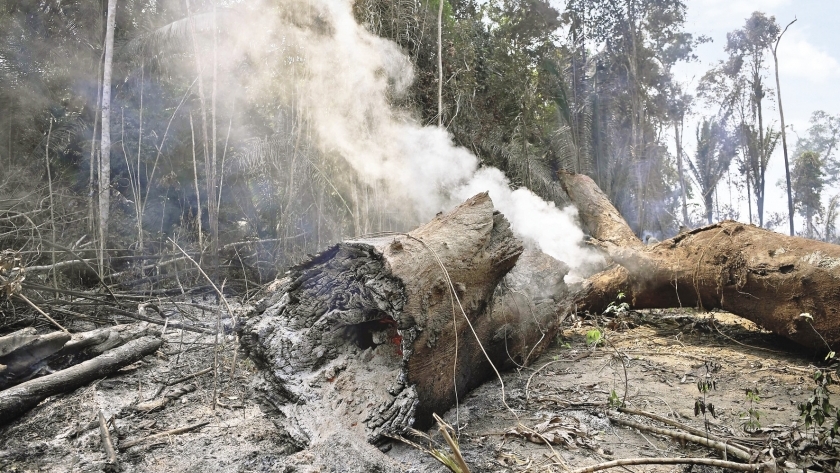 أعمدة الدخان تتصاعد من أشجار غابات الأمازون المحترقة
