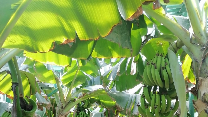أشجار الموز