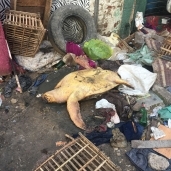 إنقاذ ترسة بحريه مهدده بالانقراض عمرها 100 عام داخل القمامه فى الإسكندرية