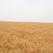 زراعة القمح فى بعض اراضى المليون ونصف مليون فدان - ارشيف