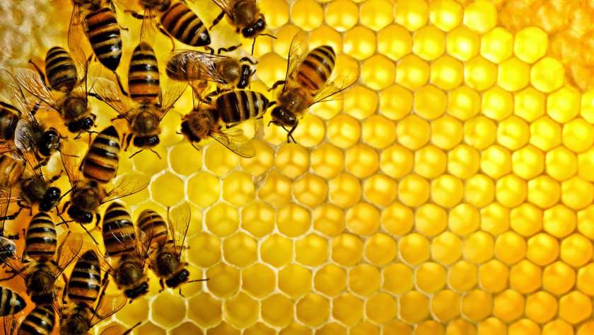 النحل وعسل النحل