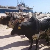 رؤوس الماشية المستوردة فى ميناء سفاجا