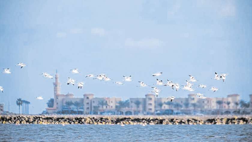 تجمع الطيور المهاجرة فى إحدى المدن المصرية
