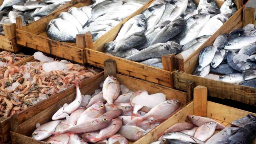أسعار السمك اليوم الأربعاء 27–2-2019 في مصر