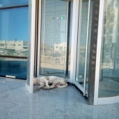 كلب ضال ينام فى مدخل البنك