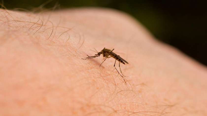 الهند تسجل عشرات الحالات من الملاريا وحمى الضنك