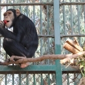 صورة لقرد وهو يأكل ثمرة  تفاح