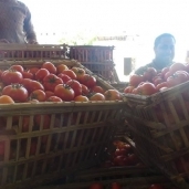 صادرات الطماطم المصرية"أرشيف"