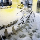 هيكل كامل لحوت الباسيلوسورس إيزيس فى متحف الحفريات بالفيوم