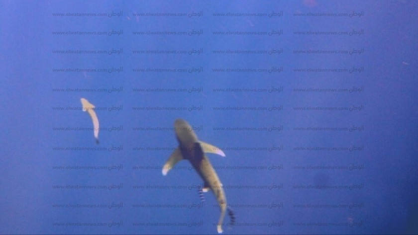 القرش الحوتى واللونج مانوس في أعماق البحر الأحمر