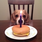 كلب يحتفل بعيد ميلاده