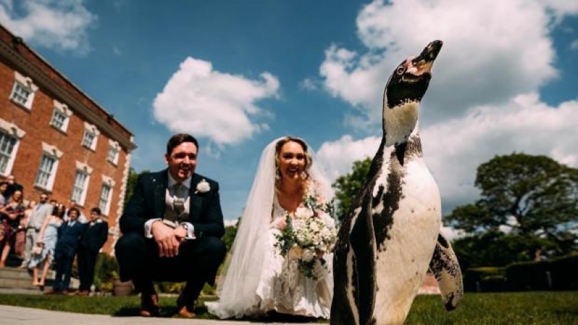 بريطاني يفاجئ عروسه ببطريق
