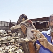 أحد المسعفين يحمل «الكلب» بعد إنقاذه
