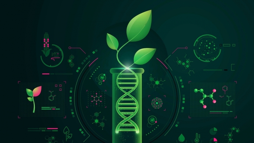 التعديل الجيني للنبات