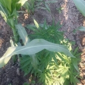 زراعات البانجو وسط الذرة بالخانكة