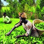 شركات الاستثمار الزراعى تستهدف دول أفريقيا لخصوبة أرضها