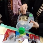 قومي المرأة بالإسكندرية ينظم ورشة عمل لتعليم الشيدات زراعة الأسطح