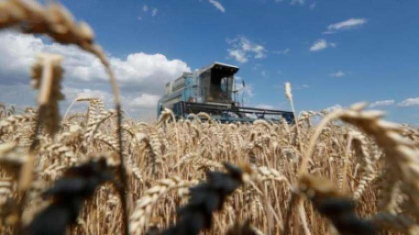 القمح الأوكراني