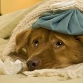أنفلونزا الكلاب