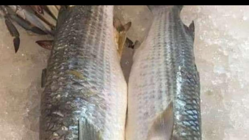 الفارق بين أسماك البورى والطوبار