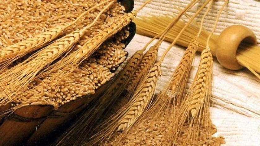 توقعات بتراجع أسعار القمح