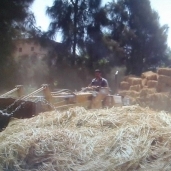 بالصور| زراعة الشرقية : حصاد 5 % من محصول الأرز وتحرير 17 محضر لحرق القش