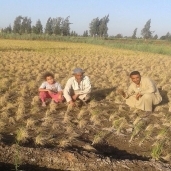 مزارعون انتهوا من وضع شتلات الأرز فى بداية الموسم