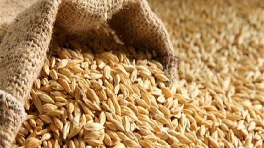 الأرز الشعير يسجل تراجعاً بنحو 1500 جنبه للطن