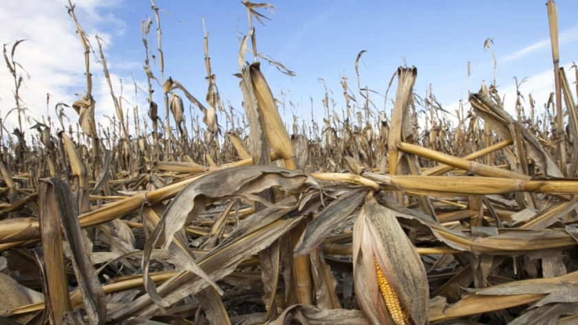 جفاف المحاصيل بسبب تغير المناخ