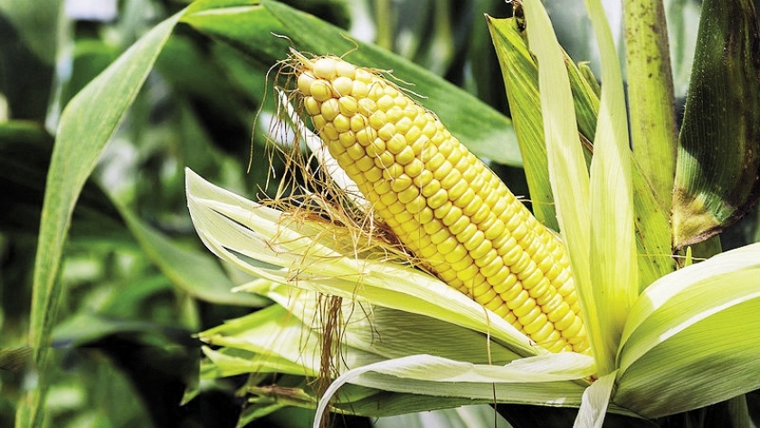 توجيهات لتشجيع المزارعين على زراعة الذرة الصفراء