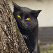 قط أسود