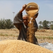 فساد القمح - صورة أرشيفية