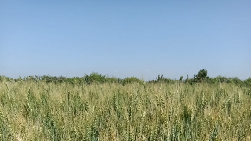 محصول القمح في مرحلة السنابل