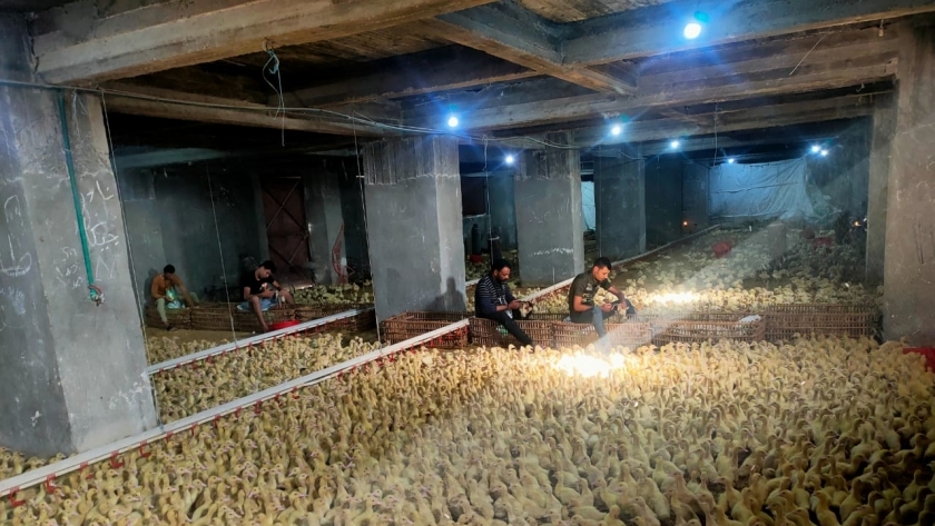 مزرعة دجاج في الإسكندرية